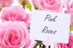 pink roses flowers gift romantic valentines day