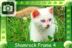 shamrock frame pictures photos clovers st patricks day