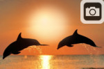 sunset dolphins